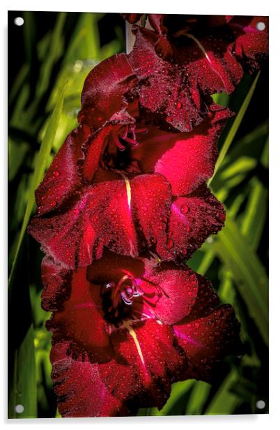 Majestic Sword Lilies Acrylic by Don Nealon