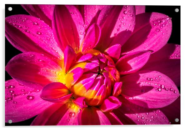 Radiant Pink Dahlia Acrylic by Don Nealon