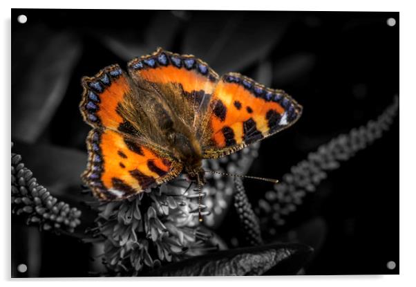 Majestic Small Tortoiseshell Butterfly Acrylic by Don Nealon