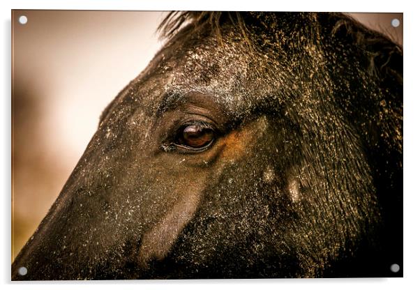 Captivating Gaze of Equine Majesty Acrylic by Don Nealon