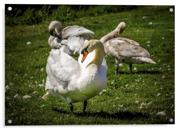 Majestic Swans Preening Acrylic by Don Nealon