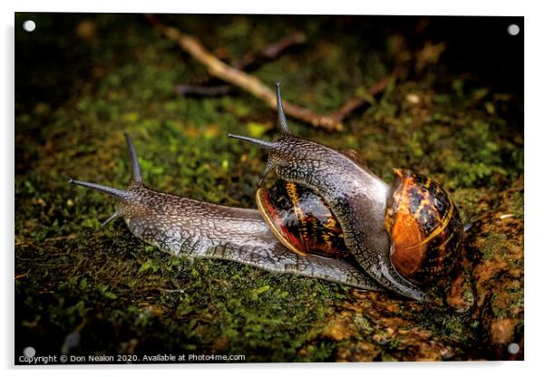 Garden snail hitching a ride Acrylic by Don Nealon