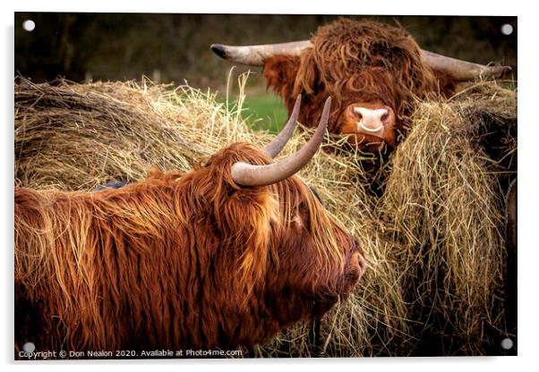 Majestic Highland Cattle Grazing Acrylic by Don Nealon