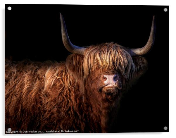 Majestic Scottish Highland Cow Acrylic by Don Nealon