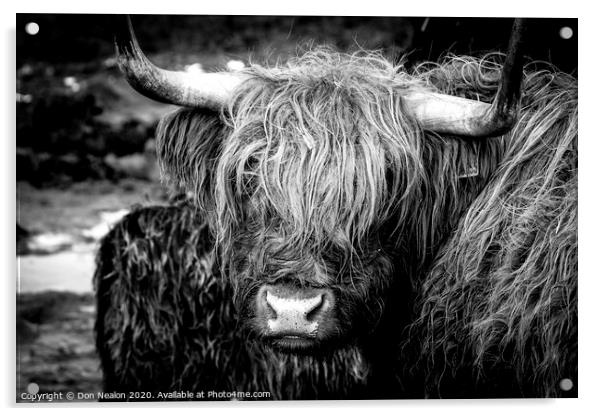 Highland cow Acrylic by Don Nealon