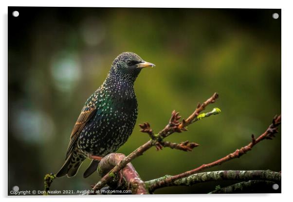 Majestic Starling on a Branch Acrylic by Don Nealon