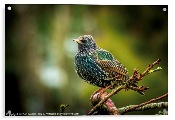 Majestic Starling on the Branch Acrylic by Don Nealon