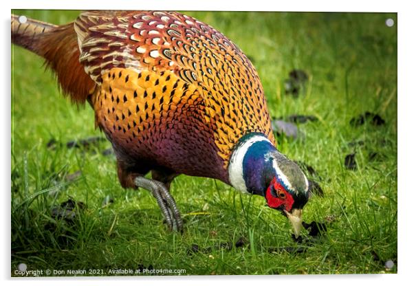 A Pheasant looking for food Acrylic by Don Nealon