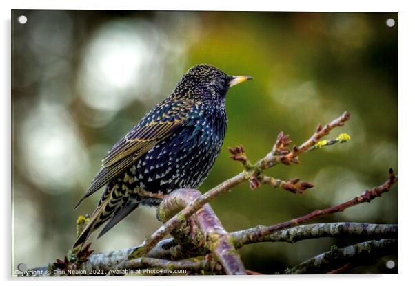 Majestic Starling Beauty Acrylic by Don Nealon