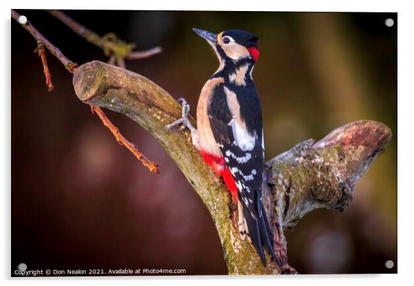 Great spotted woodpecker Acrylic by Don Nealon