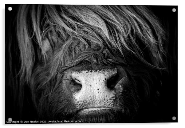 Majestic Highland Cow in Scotland Acrylic by Don Nealon