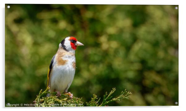 Goldfinch perched Acrylic by Pete Evans