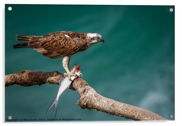 Osprey with prey Acrylic by Pete Evans