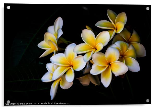 Frangipani Acrylic by Pete Evans