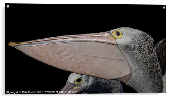 Pelicans Beak Acrylic by Pete Evans