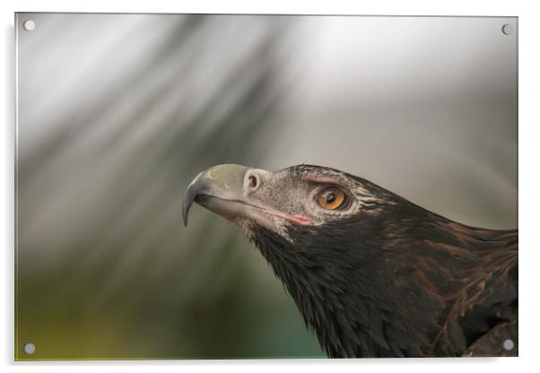Wedge-tail Eagle Acrylic by Pete Evans