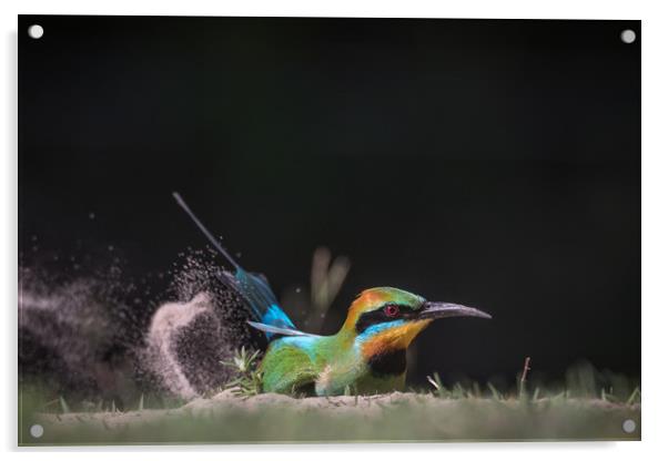Rainbow Bee-eater Acrylic by Pete Evans