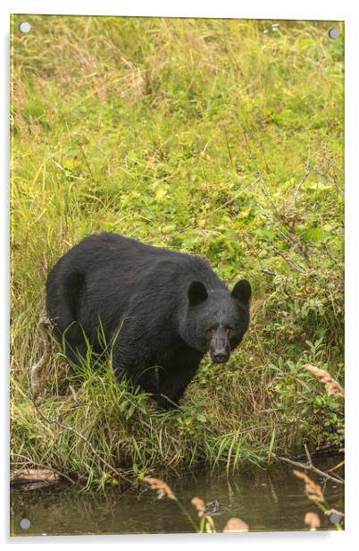 Wild Black Bear Acrylic by Pete Evans