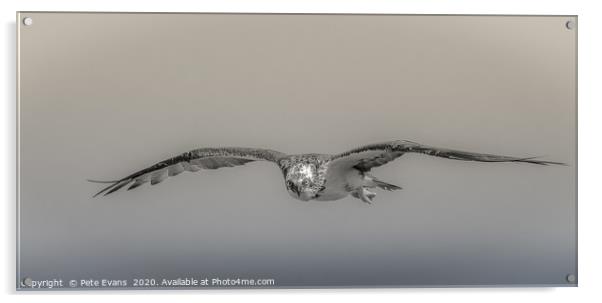 Gaze of the Osprey Acrylic by Pete Evans