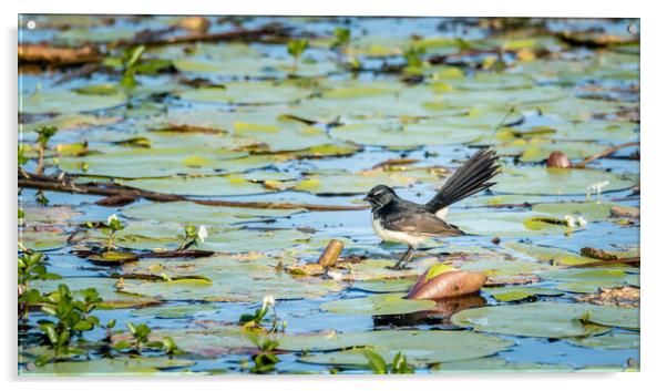Willie Wagtail on a Lilypond Acrylic by Pete Evans
