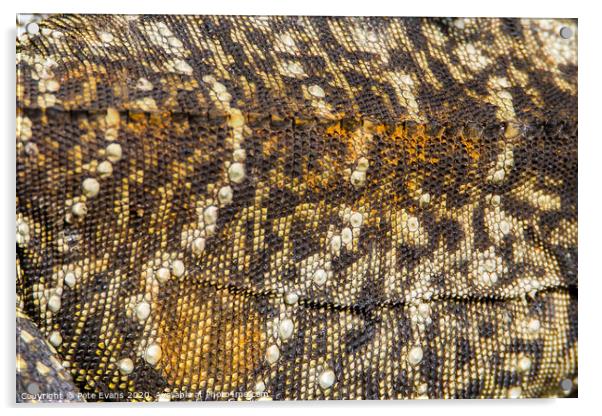 Water Dragon Texture Acrylic by Pete Evans