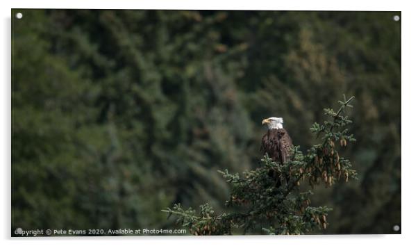 Alaskan Bald Eagle Acrylic by Pete Evans