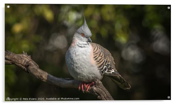 Crested Pigeon Acrylic by Pete Evans