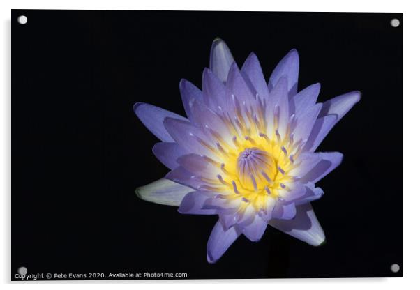 The Waterlily Acrylic by Pete Evans