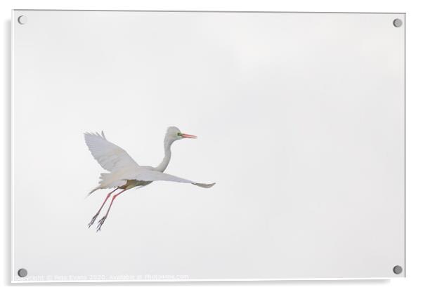 White on White Acrylic by Pete Evans