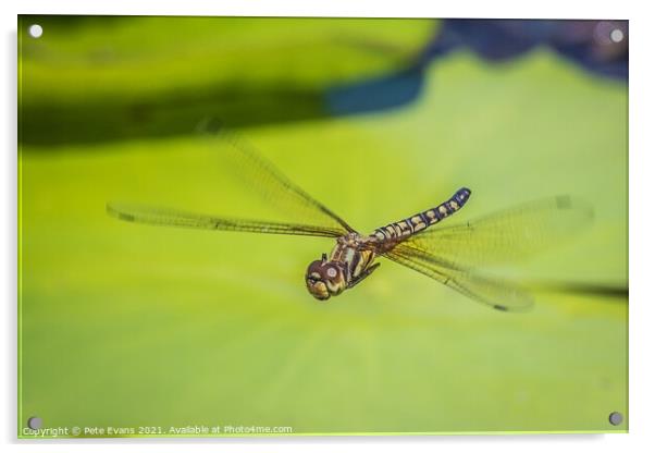 Emperor Dragonfly Acrylic by Pete Evans