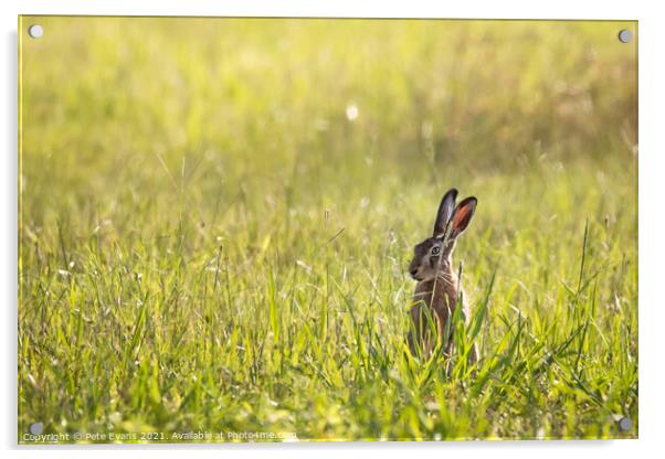 Hare Today Acrylic by Pete Evans