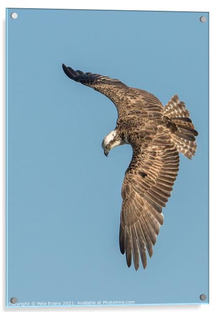 Look out below Acrylic by Pete Evans