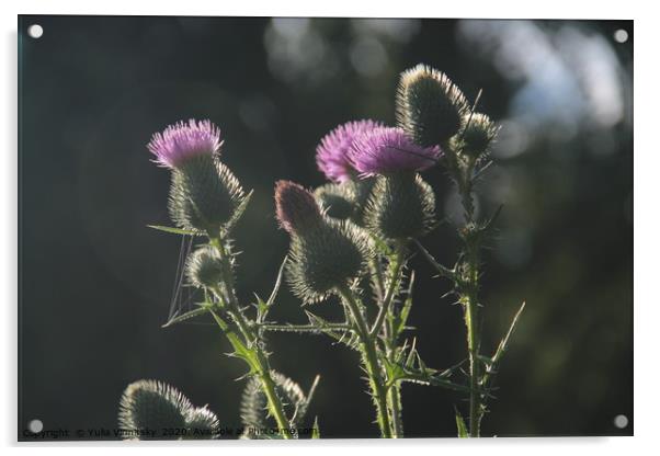 The prickly beauty Acrylic by Yulia Vinnitsky