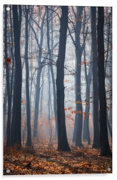 Foggy day in a oak forest Acrylic by Arpad Radoczy