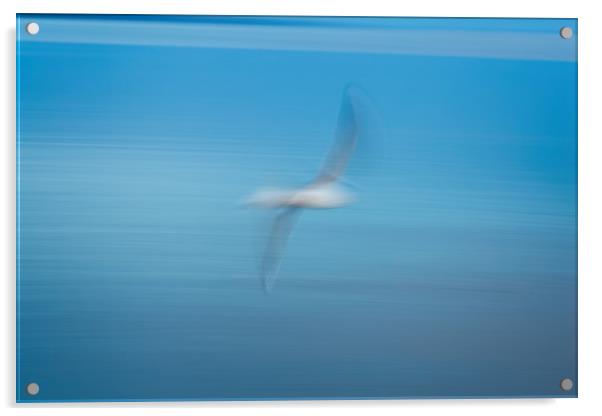 Abstract seagull Acrylic by Arpad Radoczy