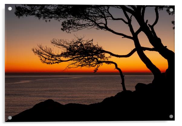 Beautiful sunrise light with pine tree silhouette Acrylic by Arpad Radoczy