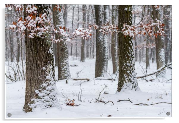 Snowy winter forest Acrylic by Arpad Radoczy
