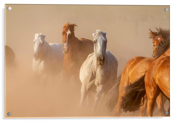 Nice herd gallops in the dust Acrylic by Arpad Radoczy