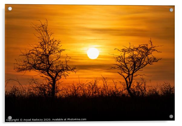 Beautiful sunset landscape with bushes Acrylic by Arpad Radoczy