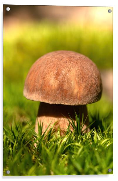 Close up from a edible porcini mushroom Acrylic by Arpad Radoczy