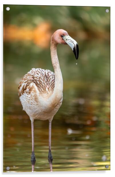 Nice young elegant flamingo standing in the water Acrylic by Arpad Radoczy