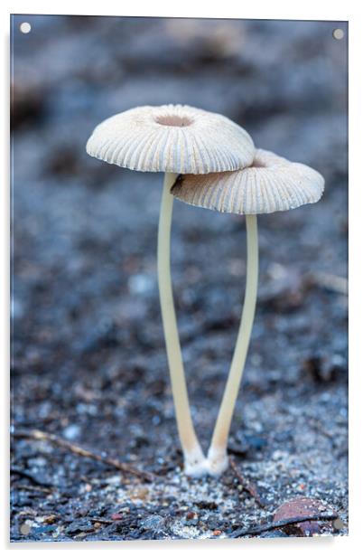 Small mushroom on the forest Acrylic by Arpad Radoczy