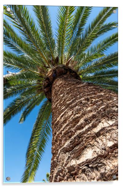 Palm tree from below  Acrylic by Arpad Radoczy