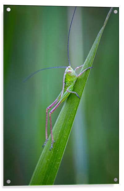 Small green grasshopper on the grass Acrylic by Arpad Radoczy