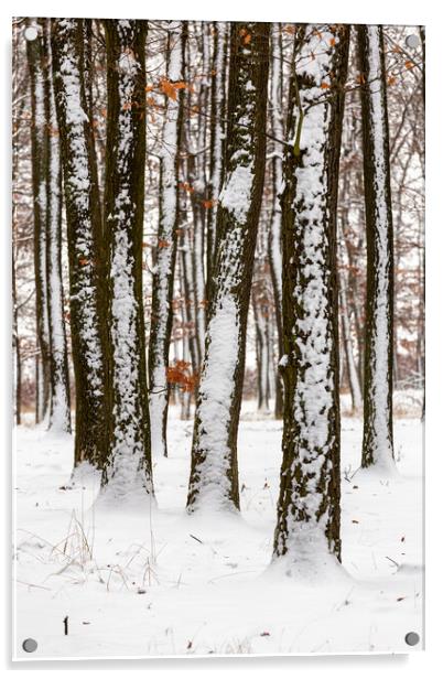 Snowy winter day in oak forest Acrylic by Arpad Radoczy