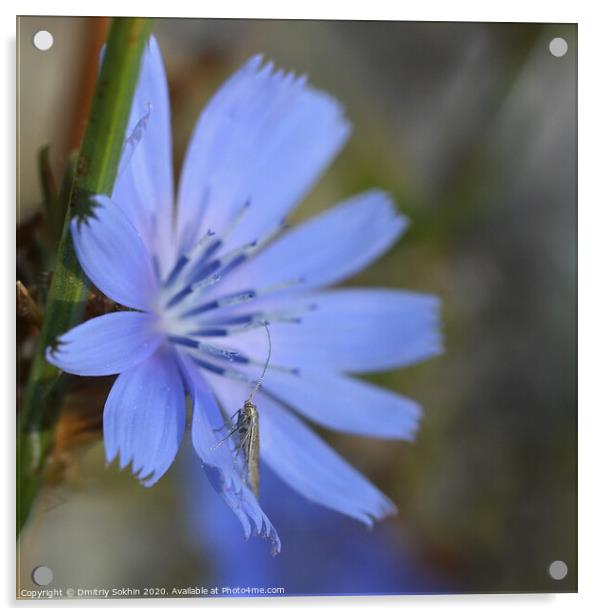Plant flower tiny insect Acrylic by Dmitriy Sokhin