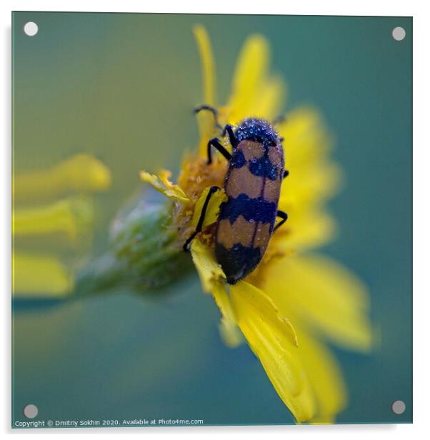 A close up of a bug  Acrylic by Dmitriy Sokhin