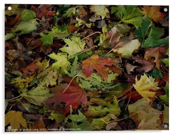 Colours of Autumn Acrylic by Photography by Sharon Long 