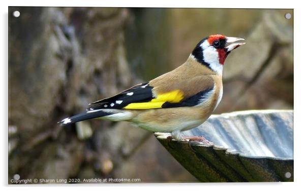 Goldfinch Acrylic by Photography by Sharon Long 