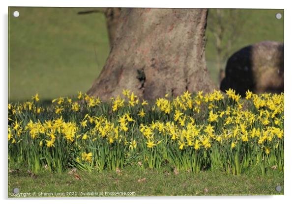 Mother Nature's Skirt Of Spring Daffodils Acrylic by Photography by Sharon Long 